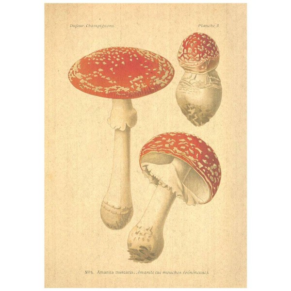 Flax Art Poster | Encyclopedia Mushroom B | FWP-AP-EN5B